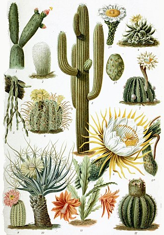 Cactus (OpenStack)